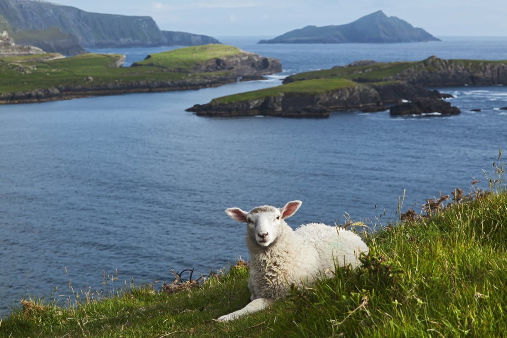 Posterazzi Coast near Portmagee Ring of Kerry County Kerry Ireland Canvas Art - Carl Bruemmer Design Pics (38 x 24)
