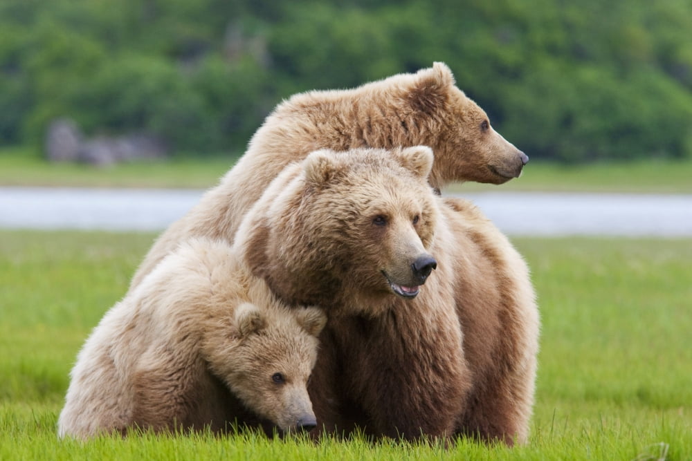 Posterazzi Coastal Brown Bear Sow With Her Two Spring Cubs At Hallo Bay Katmai National Park Alaska Canvas Art - Kent Fredriksson Design Pics (34 x 22)