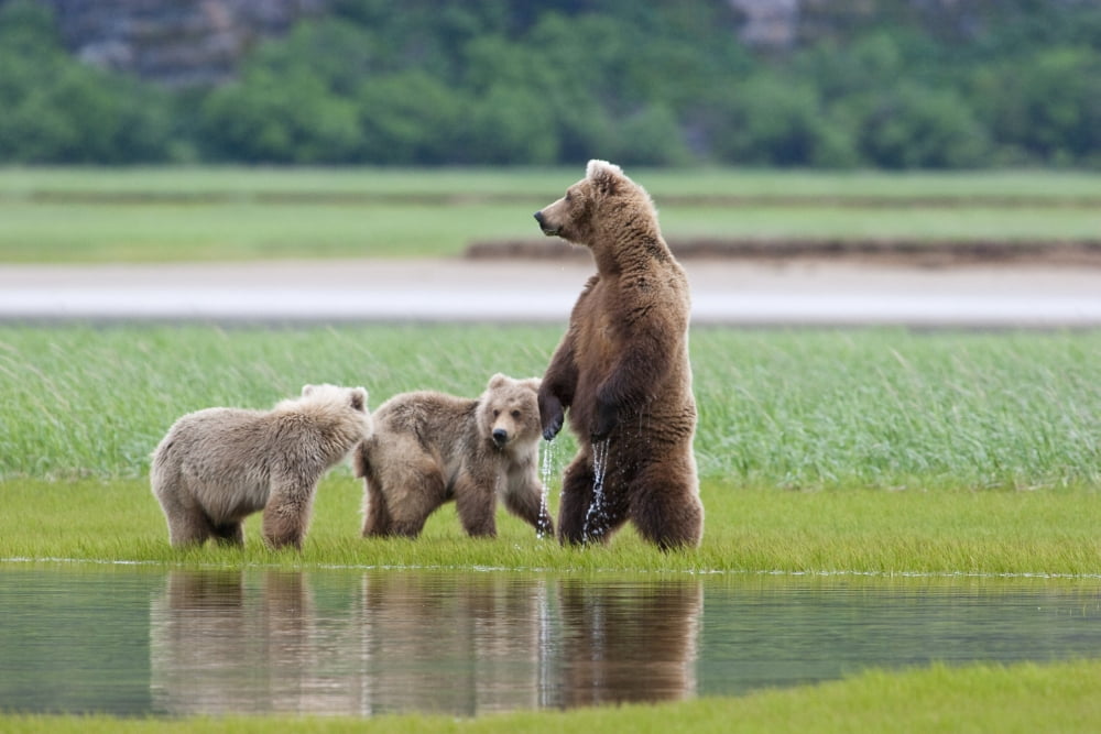 Posterazzi Coastal Brown Bear Sow With Her Two Spring Cubs At Hallo Bay Katmai National Park Alaska Canvas Art - Kent Fredriksson Design Pics (34 x 22)
