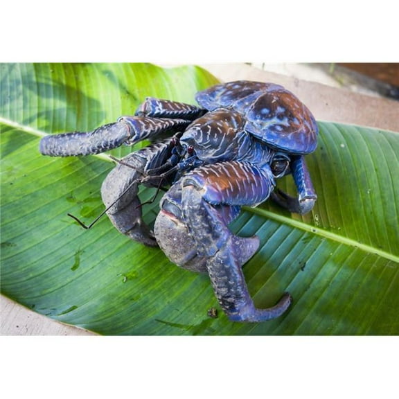 Posterazzi  Coconut Crab Birgus Latro - Vanuatu Poster Print - 18 x 12 in.