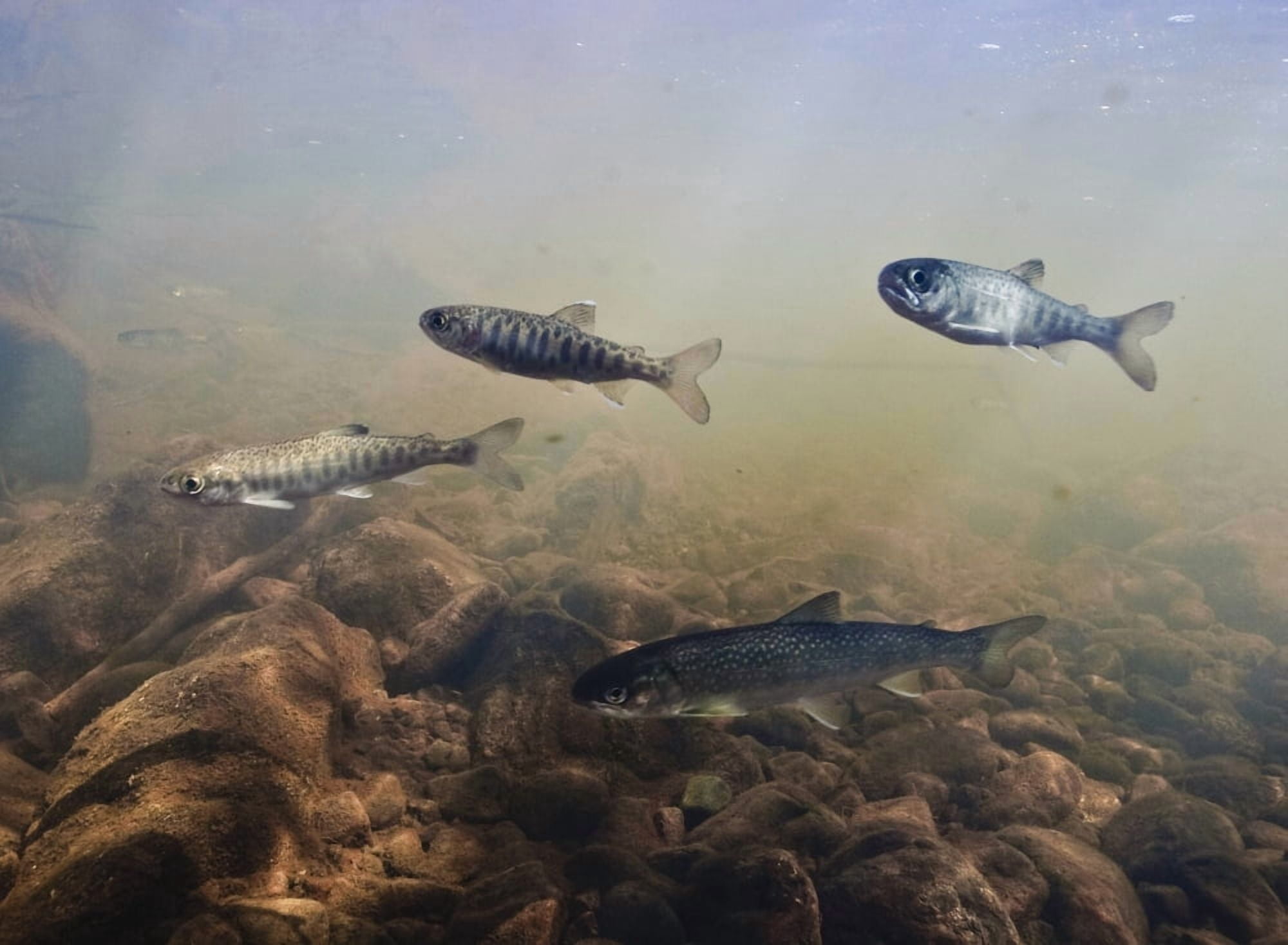 Posterazzi Coho Fry And Dolly Varden With Parr Marks Swim In Tannin Stained 18-Mile Creek Copper River Delta Prince William Sound Southcentral Alaska Canvas Art - Thomas Kline  Design Pics (36 x 26)