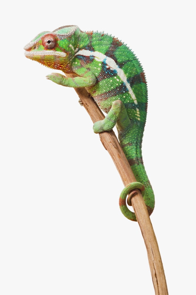 Posterazzi Colourful Panther Chameleon (Furcifer pardalis) on a white background St Albert Alberta Canada Canvas Art - Corey Hochachka Design Pics (24 x 38)