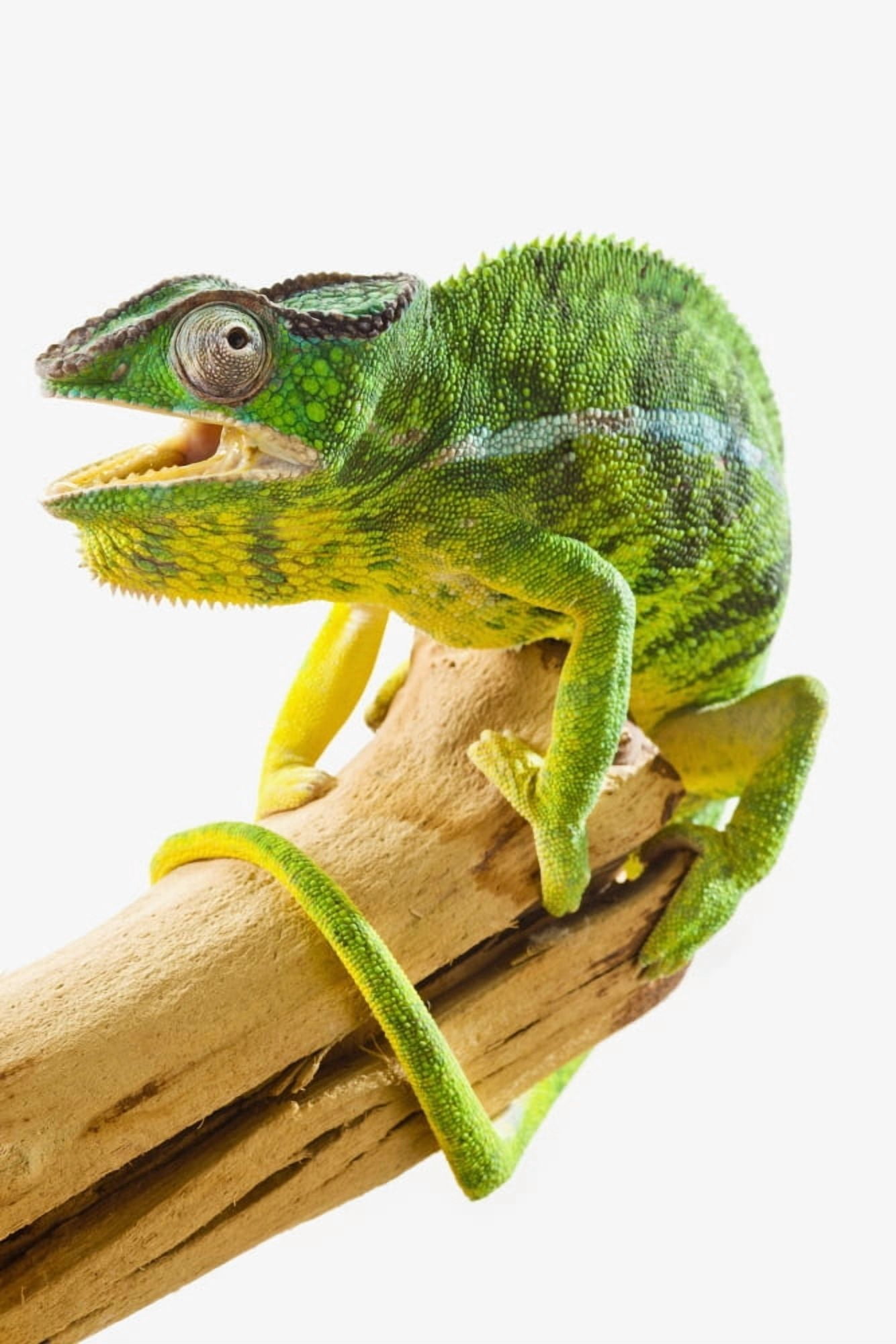 Posterazzi Colourful Panther Chameleon (Furcifer pardalis) on a white background St Albert Alberta Canada Canvas Art - Corey Hochachka Design Pics (24 x 38)