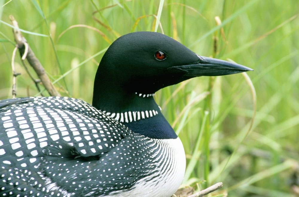 Posterazzi Common Loon La Mauricie National Park Quebec Canvas Art - Philippe Henry  Design Pics (34 x 22)