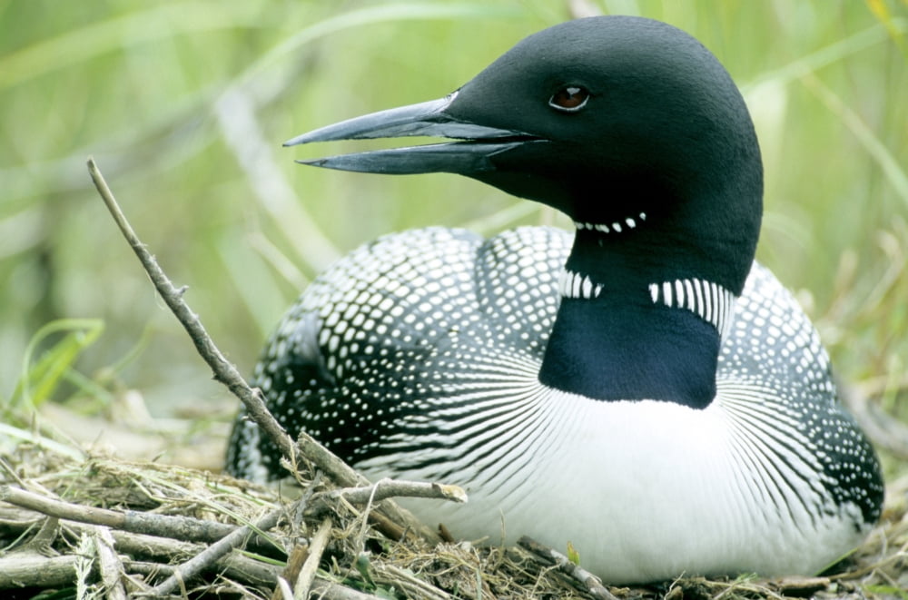Posterazzi Common Loon La Mauricie National Park Quebec Canvas Art - Philippe Henry  Design Pics (34 x 22)