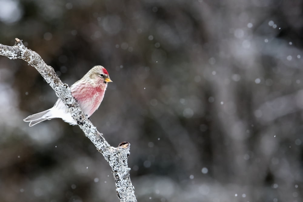 Posterazzi Common redpoll (Acanthis flammea) perched on a branch in a snowfall Quebec Canada Canvas Art - Philippe Henry Design Pics (38 x 24)