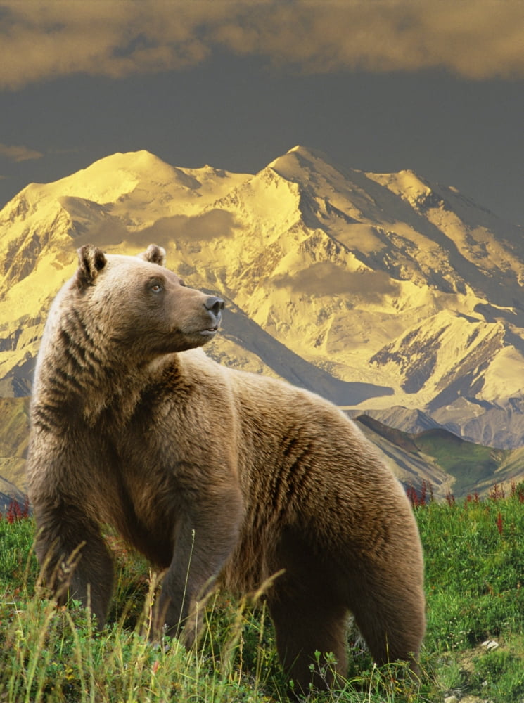 Posterazzi Composite Grizzly Stands On Tundra With Mt Mckinley In The Background Alaska Composite Canvas Art - Michael Jones Design Pics (24 x 34)