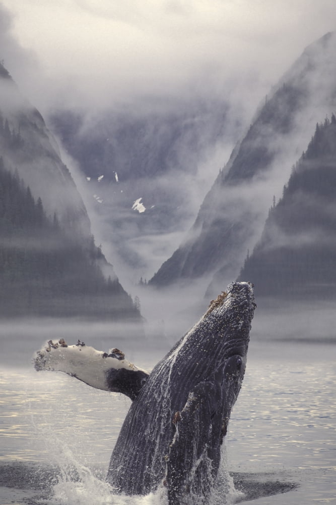 Posterazzi Composite Humpback Whale Breaching With Mist-Covered Mountains In The Background Of The Alexander Archipelago Of Southeast Alaska Composite Canvas Art - Ron Sanford Design Pics (22 x 34)