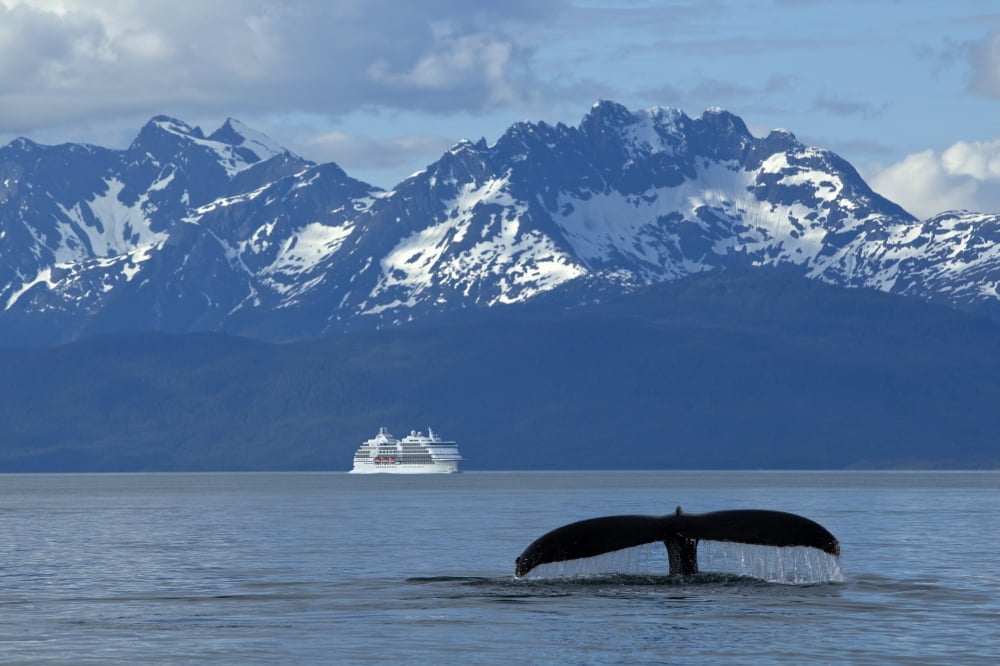 Posterazzi Composite Humpback Whale Fluking In Lynn Canal With A Cruise Ship In The Distance Inside Passage Southeast Alaska Summer Canvas Art - John Hyde Design Pics (36 x 22)