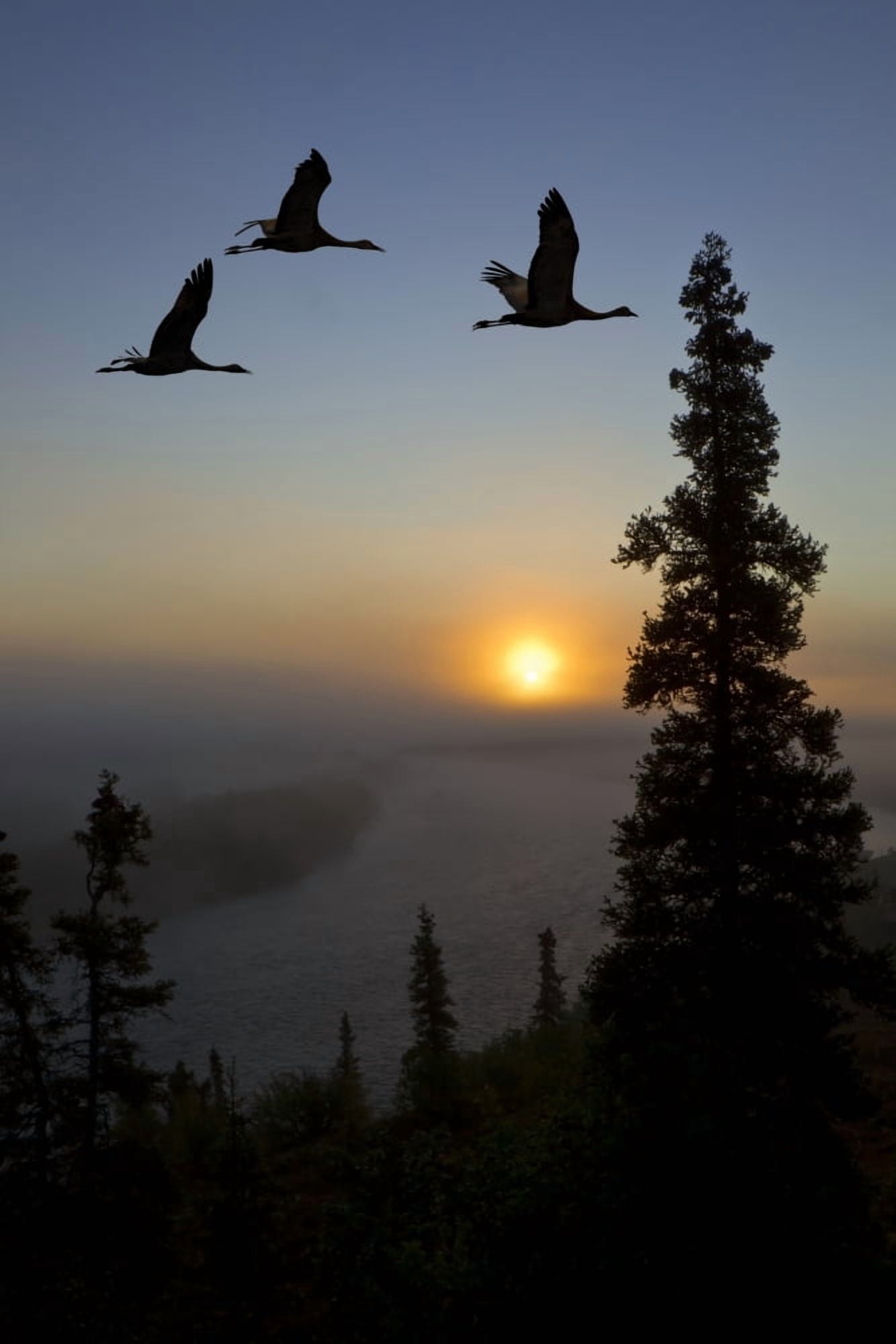 Posterazzi Composite Sandhill Cranes Take Flight At Sunrise From Their Roosting Area Near Kulik Lake Katmai National Park Southwest Alaska Canvas Art - John Hyde Design Pics (24 x 38)
