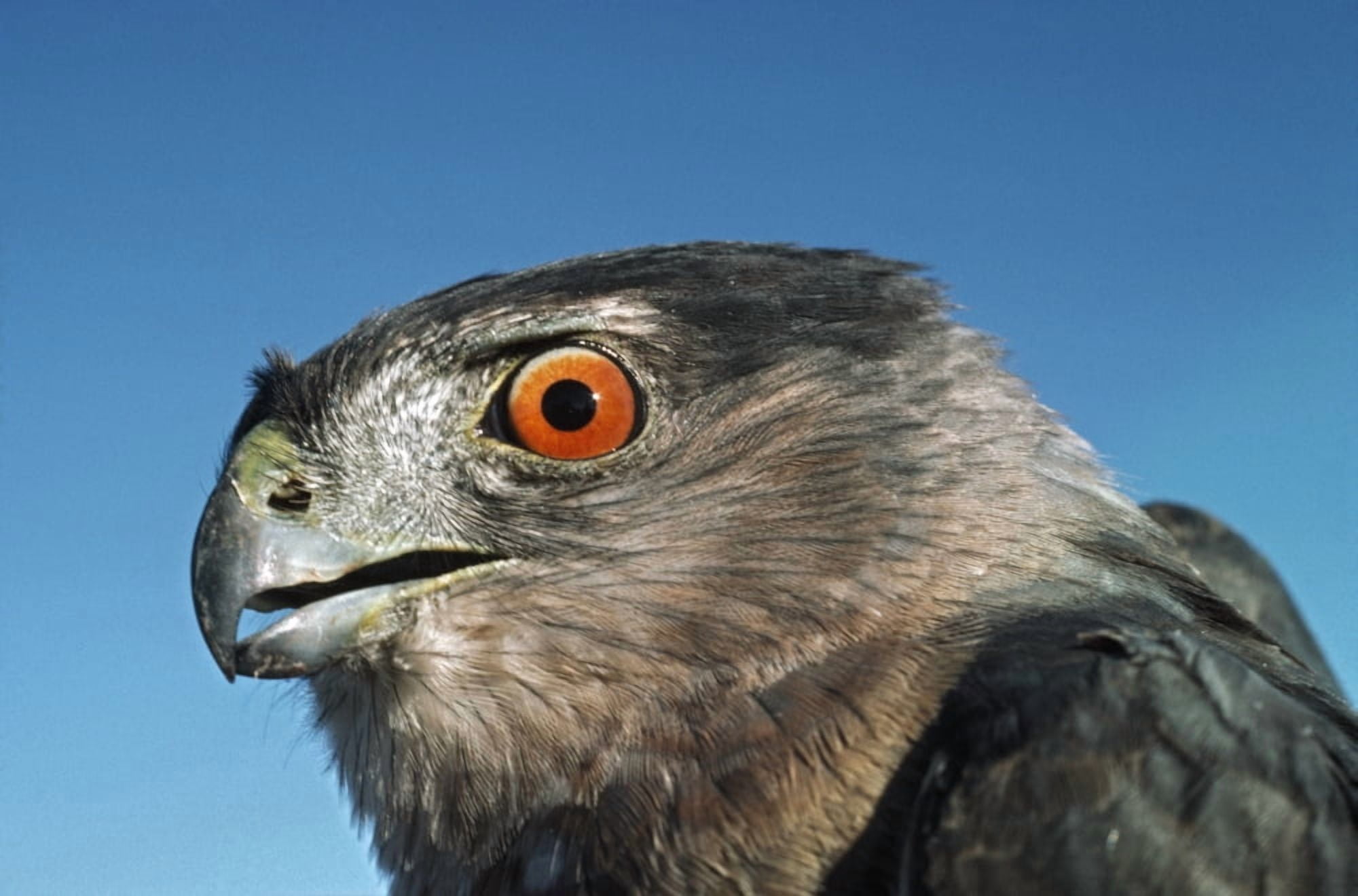 Posterazzi Coopers Hawk (Accipiter Cooperii) Monzano Mountains New Mexico Usa Canvas Art - David Ponton Design Pics (38 x 24)