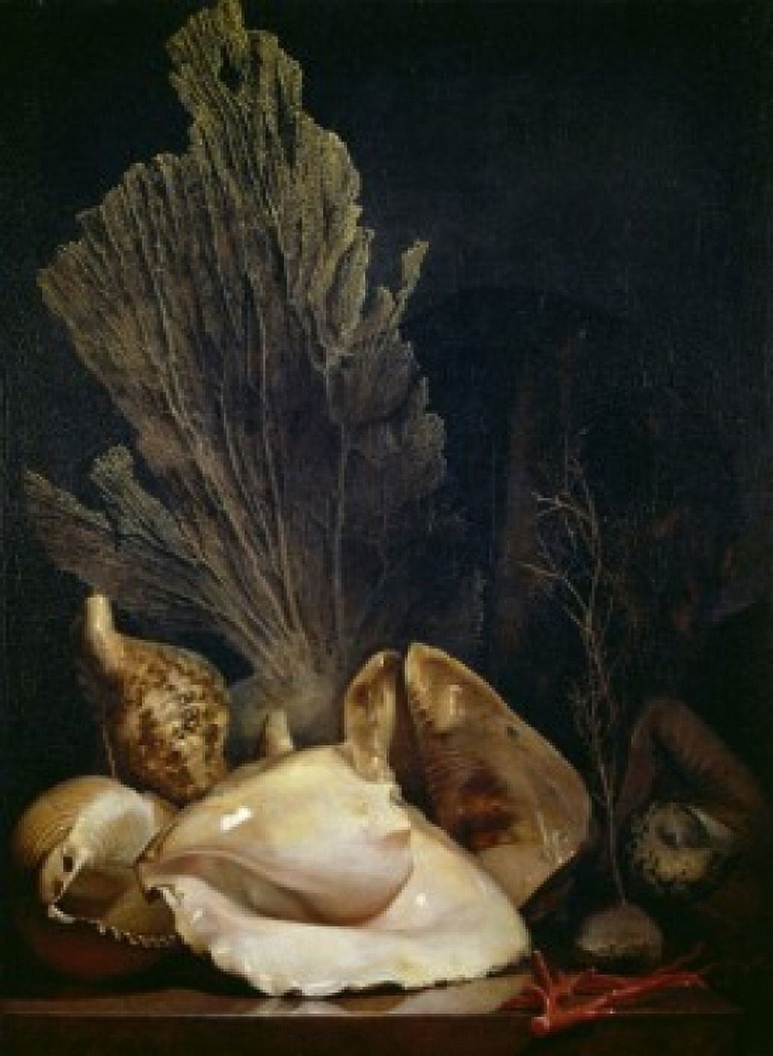 Posterazzi Coquillages et Madreposes Antoine Berjon (1754-1843French) Musee des Beaux Arts Lyon Canvas Art - Antoine Berjon (24 x 36)