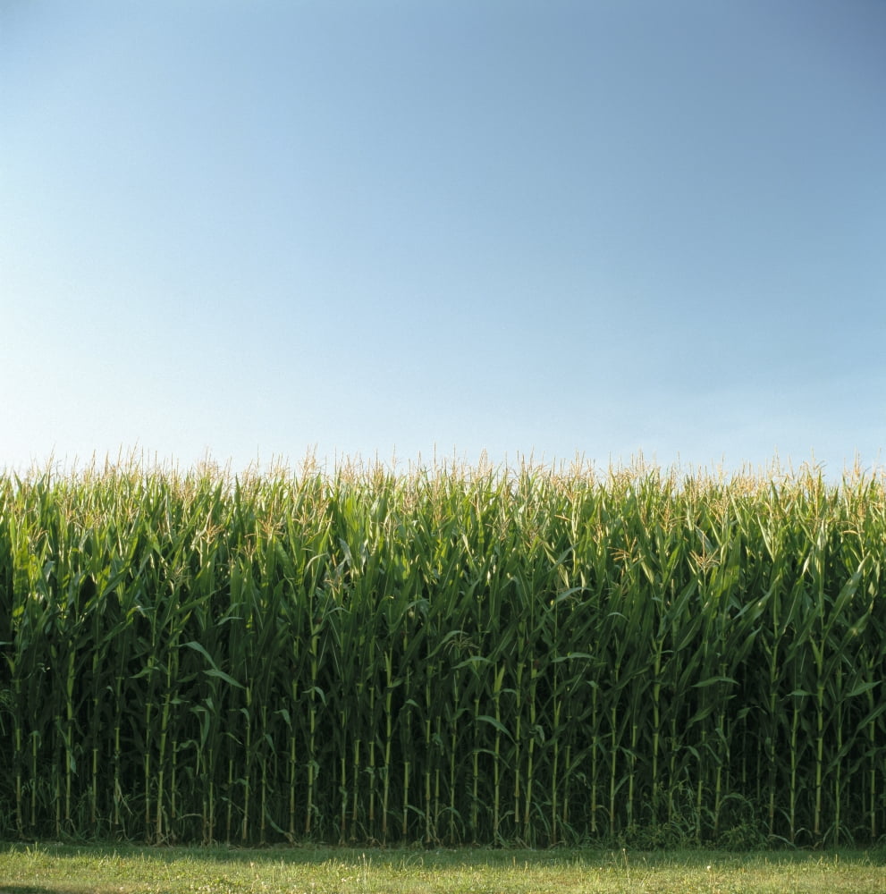 Posterazzi Corn Field And Sky Abbotsford British Columbia Canvas Art - Bert Klassen Design Pics (24 x 24)