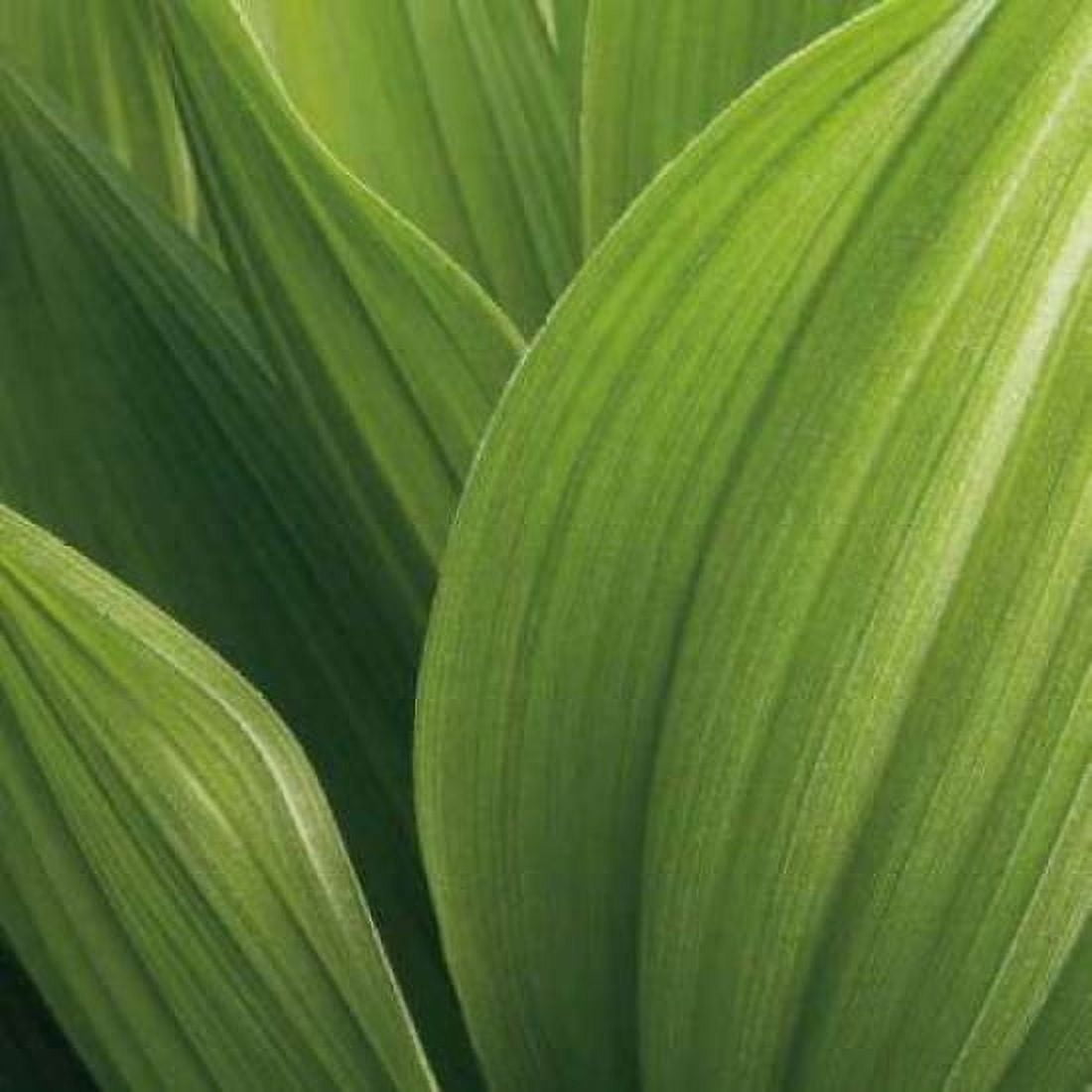 Posterazzi Corn Lily Canvas Art - Jan Bell (24 x 24)