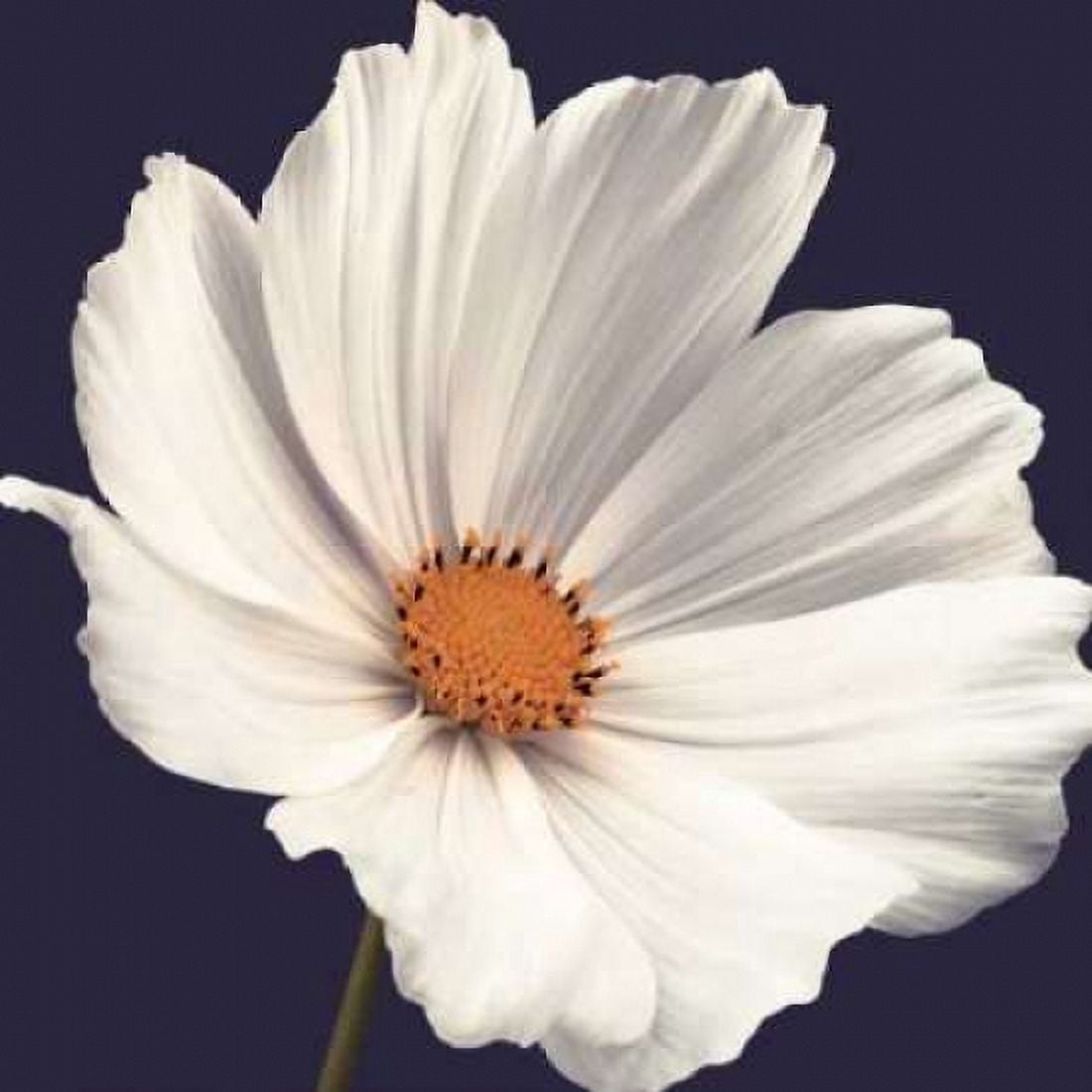 Posterazzi Cosmos I Canvas Art - Assaf Frank (24 x 24)