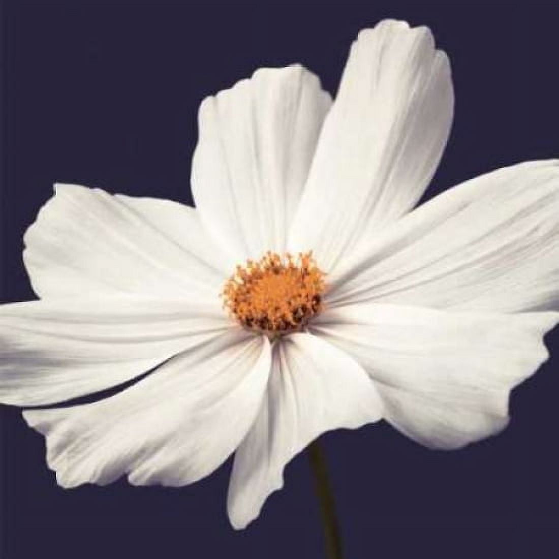 Posterazzi Cosmos II Canvas Art - Assaf Frank (24 x 24)