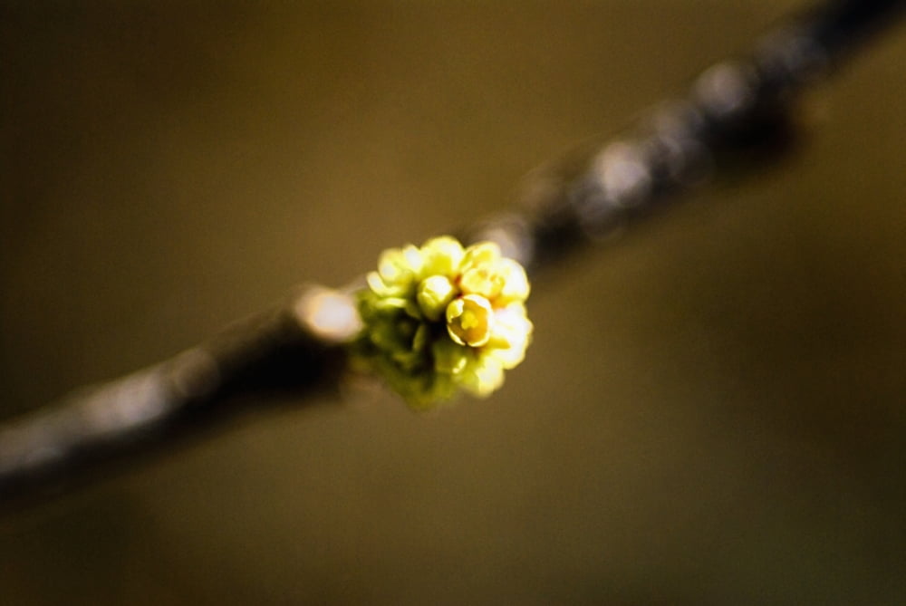 Posterazzi Cottonwood Tree Selective Focus Of Tiny Blooming Flowers On Branch Canvas Art - Ray Laskowitz  Design Pics (34 x 22)