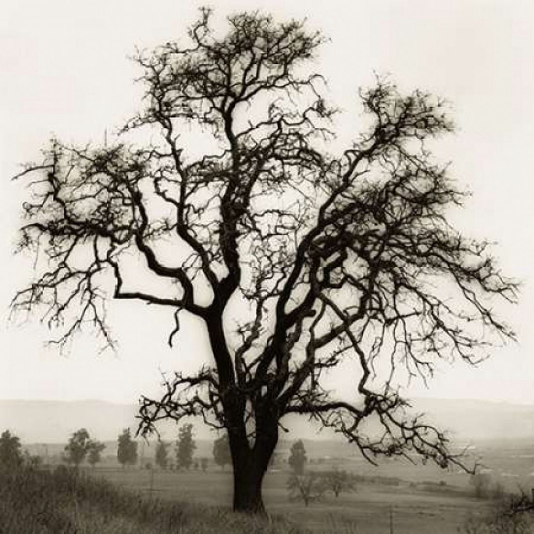 Posterazzi Country Oak Tree Canvas Art - Alan Blaustein (24 x 24)