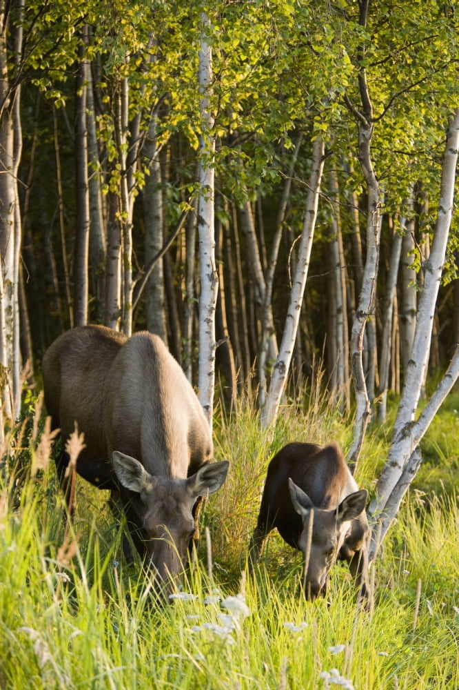 Posterazzi Cow And Calf Moose Feeding Along The Tony Knowles Coastal Trail At Sunset During Summer In Anchorage Southcentral Alaska Canvas Art - Kevin Smith Design Pics (24 x 38)
