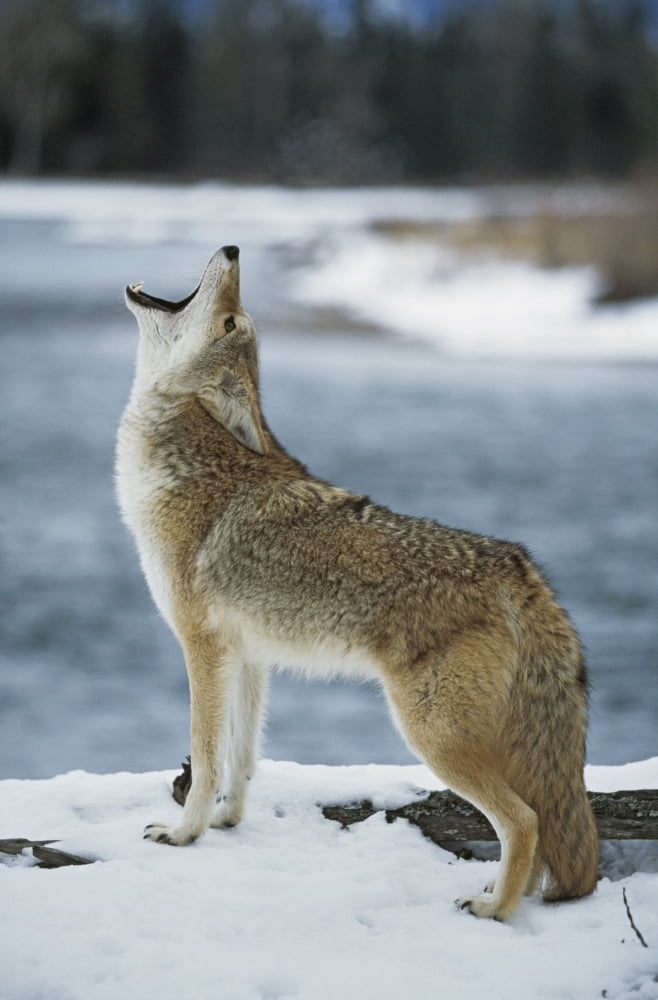 Posterazzi Coyote Howling On Snowy Riverbank Canvas Art - David Ponton Design Pics (24 x 38)