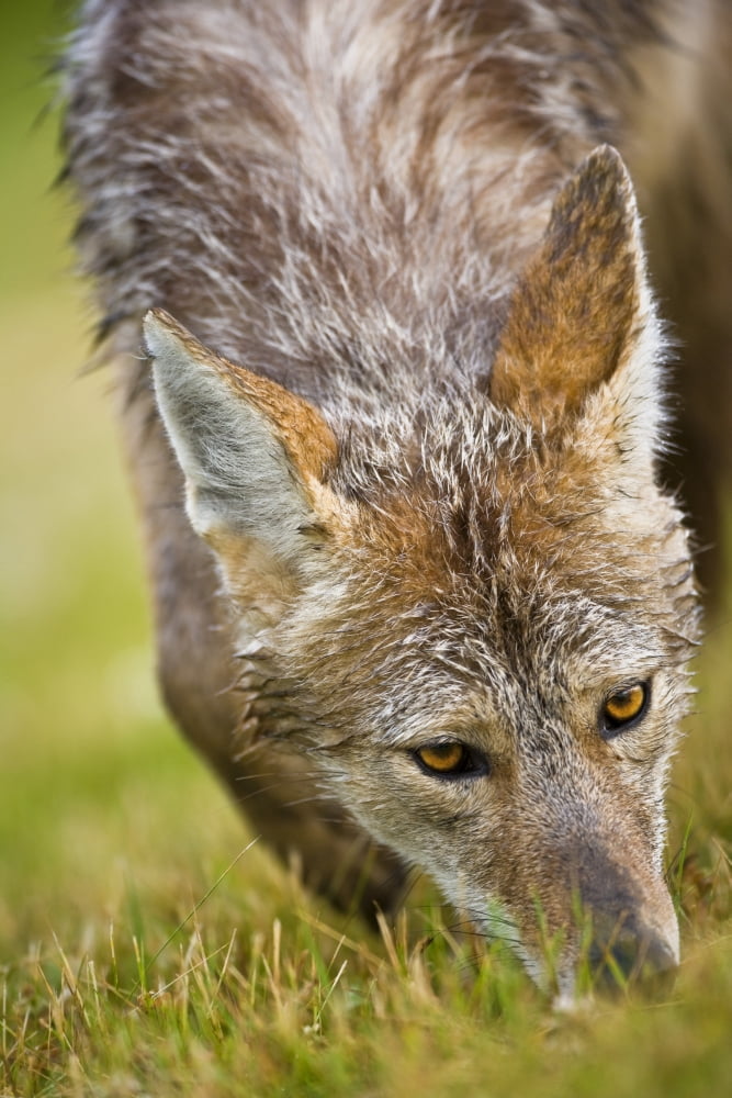 Posterazzi Coyote In Grass Canvas Art - Richard Wear Design Pics (24 x 36)
