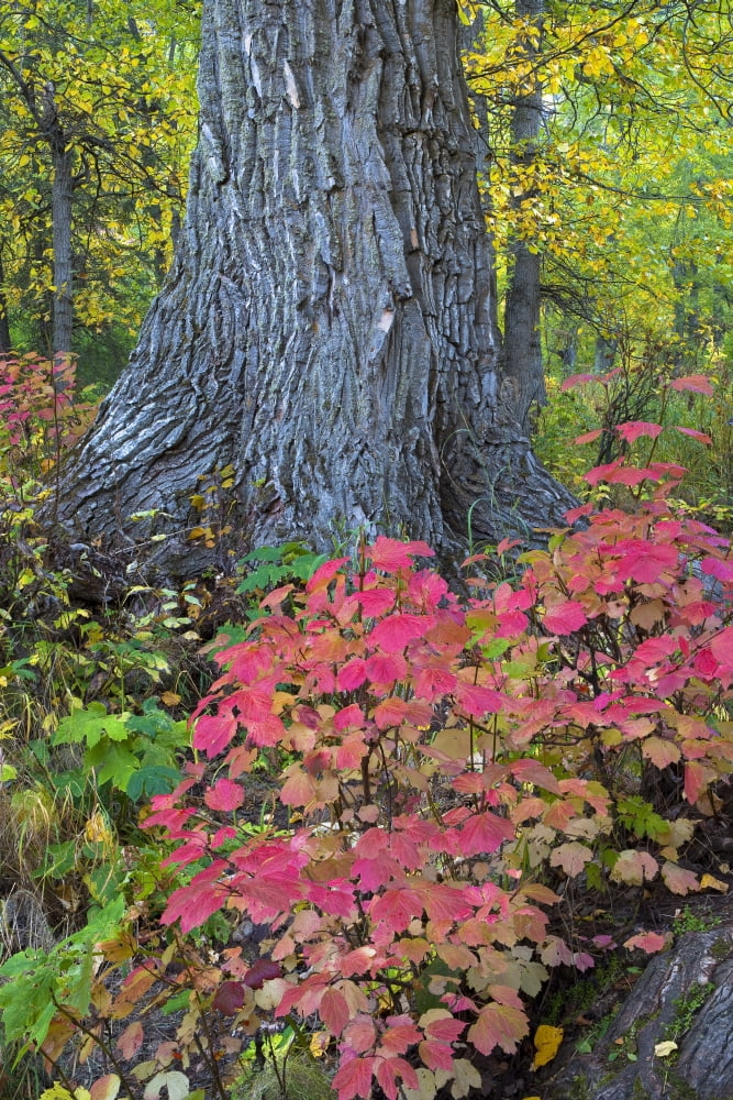 Posterazzi Cranberry Bush And Cottonwood Tree Along Crow Pass Trail Eagle River Valley Chugach State Park Southcentral Alaska Autumn Canvas Art - Carl R Battreall Design Pics (24 x 38)