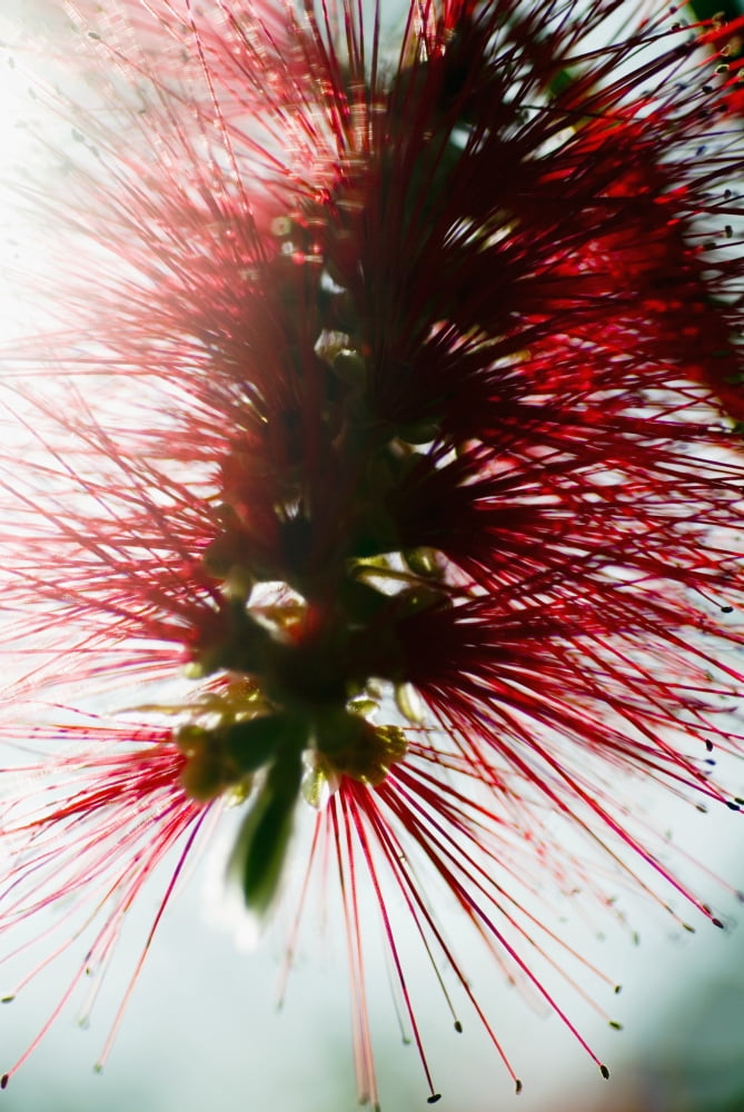 Posterazzi Crimson Bottlebrush (Callistemon Citrinus) Close-Up Of Blossom Canvas Art - Ray Laskowitz Design Pics (22 x 34)