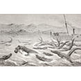 thumbnail image 1 of Posterazzi Crocodiles Take A Man In The Nile River In The Late 19th Century From Afrika, Dets Opdagelse, Erobring Og Kolonisation Published In Copenhagen, 1901 Poster Print, 18 x 11, 1 of 4