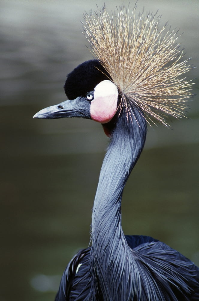 Posterazzi Crowned Crane Canvas Art - Natural Selection Ralph Curtin Design Pics (24 x 36)