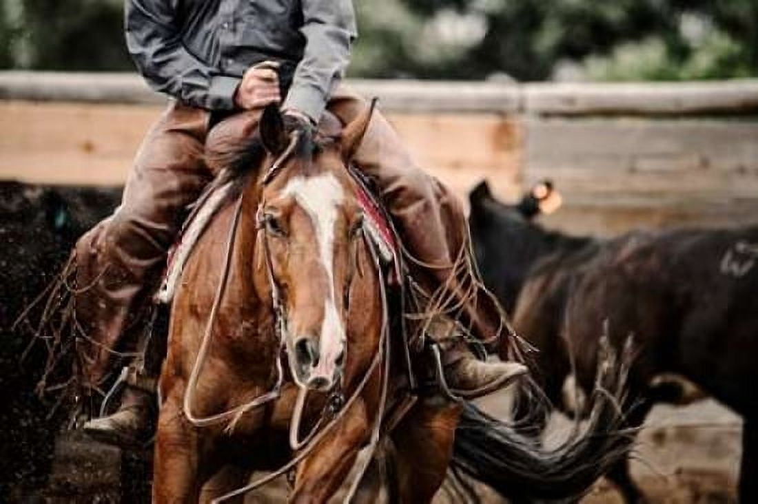 Posterazzi Cutting Horse Canvas Art - Lisa Dearing (24 x 36)