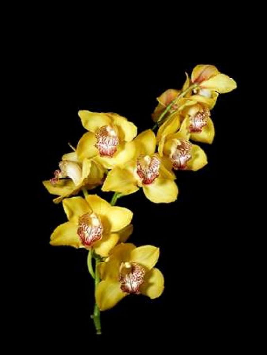 Posterazzi Cymbidium Canvas Art - John Stalowy (18 x 24)