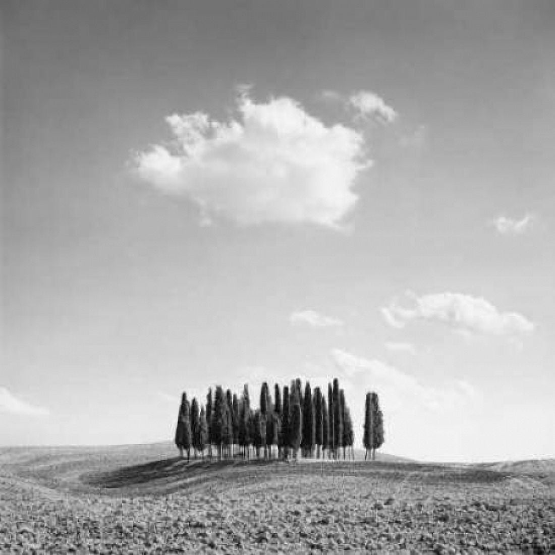 Posterazzi Cypress Trees Canvas Art - Jean Miele (24 x 24)
