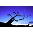 thumbnail image 1 of Posterazzi DPI10353 Silhouette of A Tree Poster Print - 17 x 11 in., 1 of 4