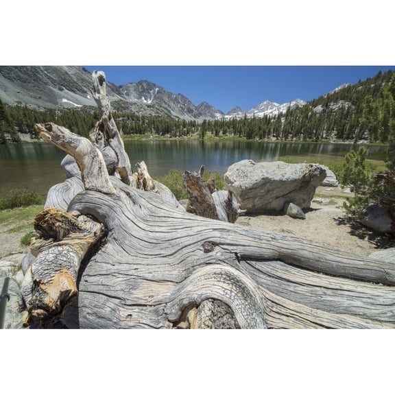 Posterazzi DPI12252389 An Old Tree Trunk Lays on The Shores of An Unnamed Alpine Lake in California Sierra Nevada Mountains - California Unit Poster Print - 19 x 12 in.