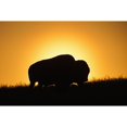thumbnail image 1 of Posterazzi DPI12252395 Silhouette of A Bison at Sunset Grasslands National Park - Saskatchewan Canada Poster Print - 18 x 12 in., 1 of 3