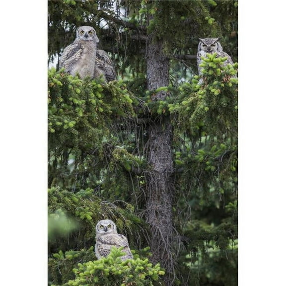 Posterazzi DPI12252396 A Family of Great Horned Owls Poster Print - 12 x 19 in.