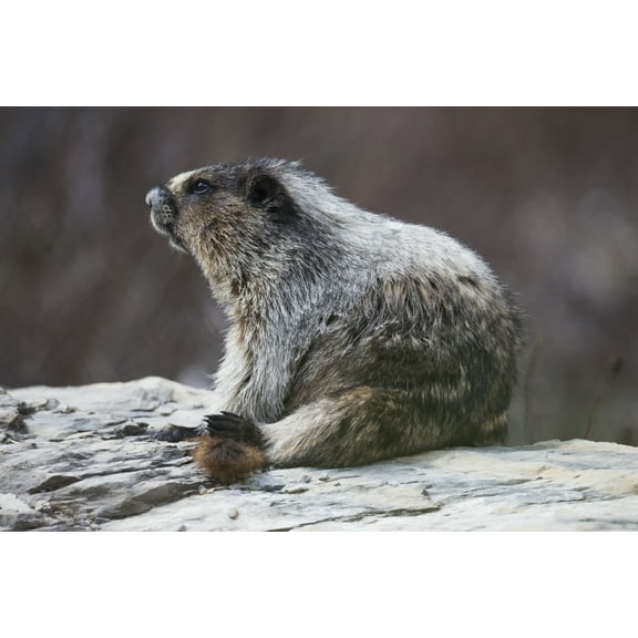 Posterazzi DPI12252399 Marmot Marmota Yoho National Park - British Columbia Canada Poster Print - 19 x 12 in.