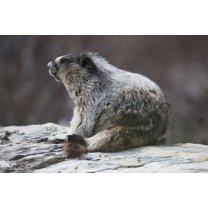 Posterazzi DPI12252399 Marmot Marmota Yoho National Park - British Columbia Canada Poster Print - 19 x 12 in.