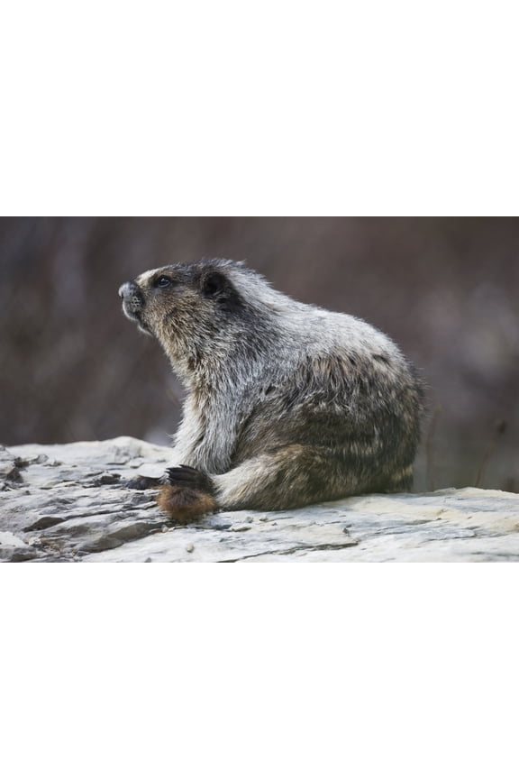 DPI12252399 Marmot Marmota Yoho National Park - British Columbia Canada Poster Print - 19 x 12 in.