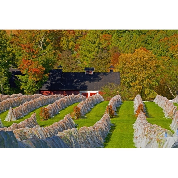 Posterazzi DPI12254190LARGE Wine Grape Vineyard in Autumn with Bird Netting Covering The Vines To Protect The Crop Shortly Before Harvest - Knowlton Poster Print - 38 x 24 in. - Large
