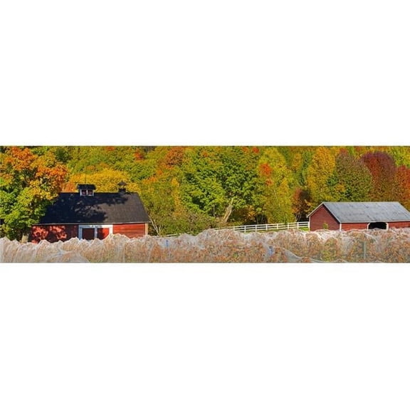 Posterazzi DPI12254195 Wine Grape Vineyard in Autumn with Bird Netting Covering The Vines To Protect The Crop Shortly Before Harvest Poster Print - 40 x 11 in.