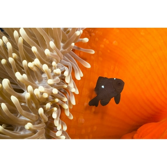 Posterazzi DPI12254725LARGE This Juvenile Three Spot Damselfish Dascyllus Trimaculatus is Pictured Beside Poster Print - 38 x 24 in. - Large