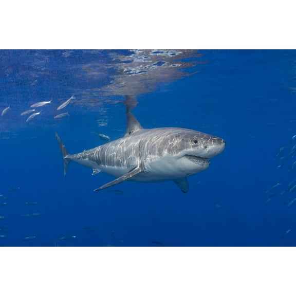 Posterazzi DPI12254728LARGE Great White Shark Carcharodon Carcharias - Guadalupe Island Mexico Poster Print - 38 x 24 in. - Large