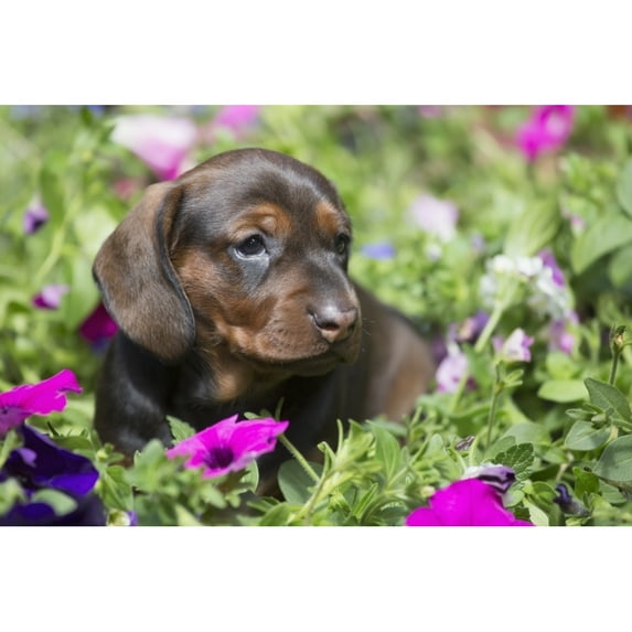 Posterazzi DPI12255951LARGE Standard Dachshund Puppy in Summer Garden Flowers - Monroe Connecticut United States of America Poster Print - 38 x 24 in. - Large