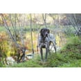 thumbnail image 1 of Posterazzi DPI12255959 Female German Shorthair Pointer in Early Autumn Vegetation - Canterbury Connecticut United States of America Poster Print - 19 x 12 in., 1 of 3