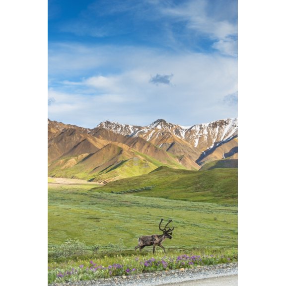 Posterazzi DPI12256270LARGE A Bull Caribou Approaching The Park Road Near Highway Pass in Denali National Park Interior Alaska Print - 24 x 38 in. - Large