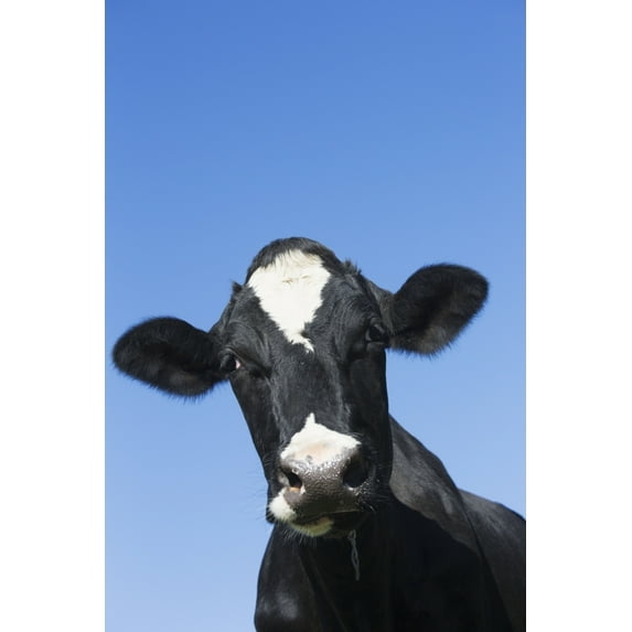 Posterazzi DPI12257336LARGE Holstein Dairy Cow - Granby Connecticut United States of America Poster Print - 24 x 38 in. - Large
