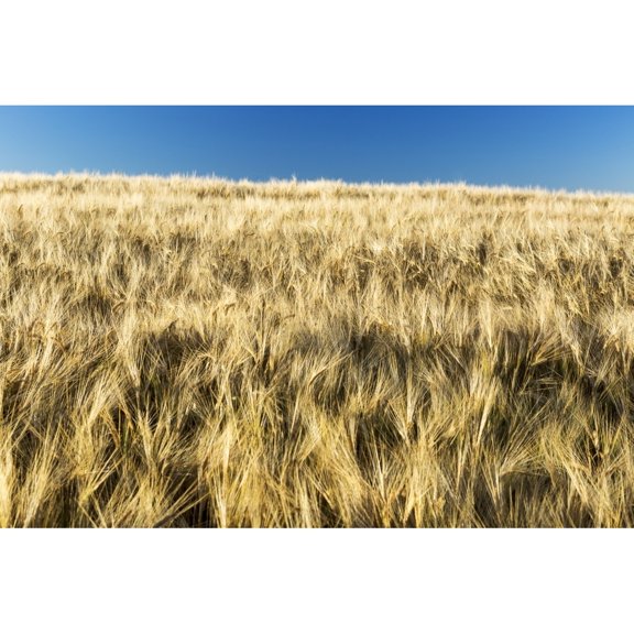 Posterazzi DPI12257405LARGE Golden Barley Field with Blue Sky - Alberta Canada Poster Print - 38 x 24 in. - Large