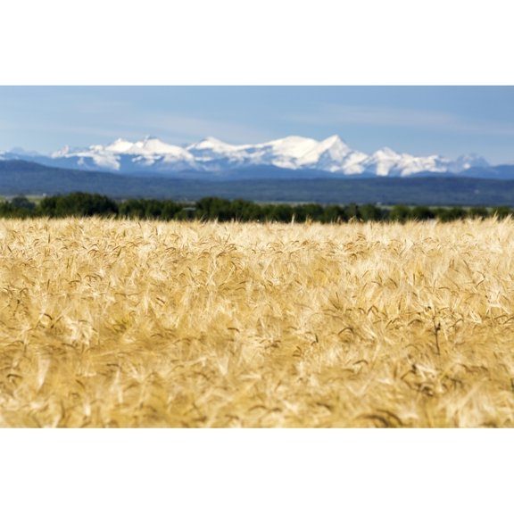 Posterazzi DPI12257420LARGE Golden Barley Field with A Row of Trees in The Distance & Snow Covered Mountains in The Background with Blue Sky Poster Print - 38 x 24 in. - Large
