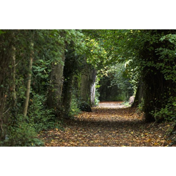 Posterazzi DPI12258674 Leaf Covered Pathway in Dense Forest with Sunlight in The Distance - Cahir County Tipperary Ireland Print - 19 x 12 in.